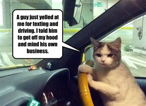 angry cat driving meme